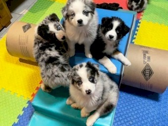Australian Shepherd Puppies