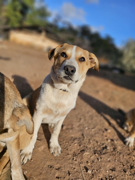 Maremma kelpie cross