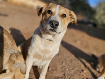 Maremma kelpie cross