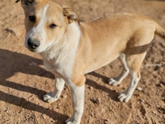 Maremma kelpie cross