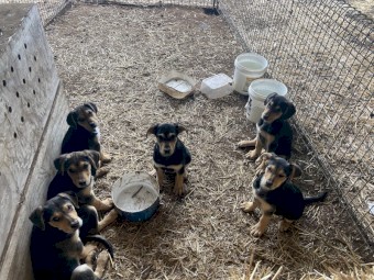 New  Zealand Huntaway pups