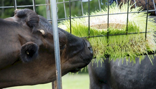Fodder Growing Trays. - Seeding Trays - Hydroponic Fodder Growing Trays.