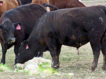 Fodder Growing Trays. - Seeding Trays - Hydroponic Fodder Growing Trays.