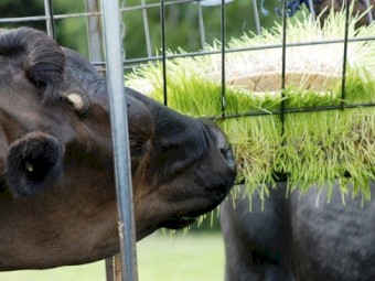 Fodder Growing Trays. - Seeding Trays - Hydroponic Fodder Growing Trays.