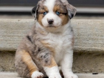 Purebred Australian shepherd puppies for sale