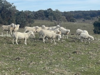 17- 20 Aussie Whites