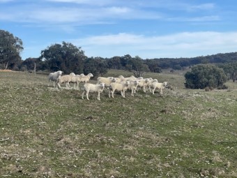 17- 20 Aussie Whites