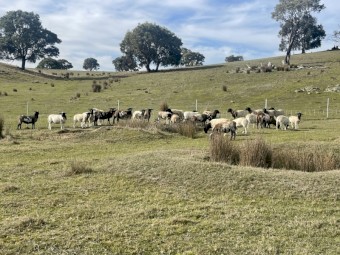 24 Mixed Group Dorper Lambs