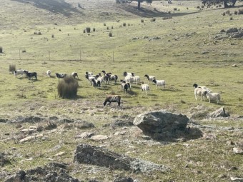 24 Mixed Group Dorper Lambs