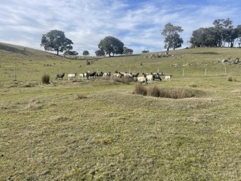 24 Mixed Group Dorper Lambs