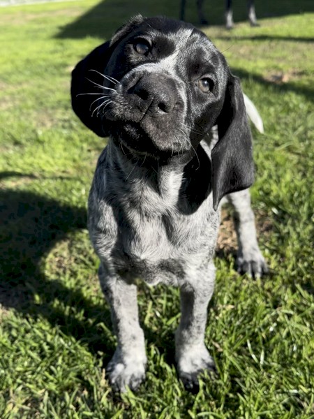 German Shorthaired Pointer Puppies