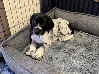 German Shorthaired Pointer Puppies