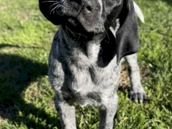 German Shorthaired Pointer Puppies