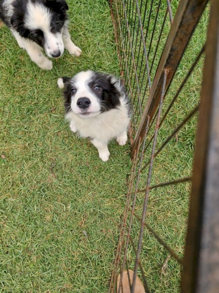 Border collie pups
