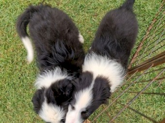 Border collie pups