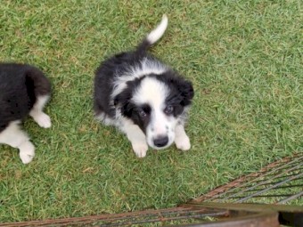 Border collie pups