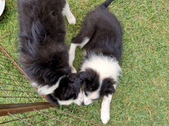 Border collie pups