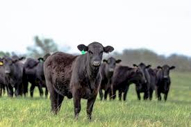 WANTED Angus Heifers