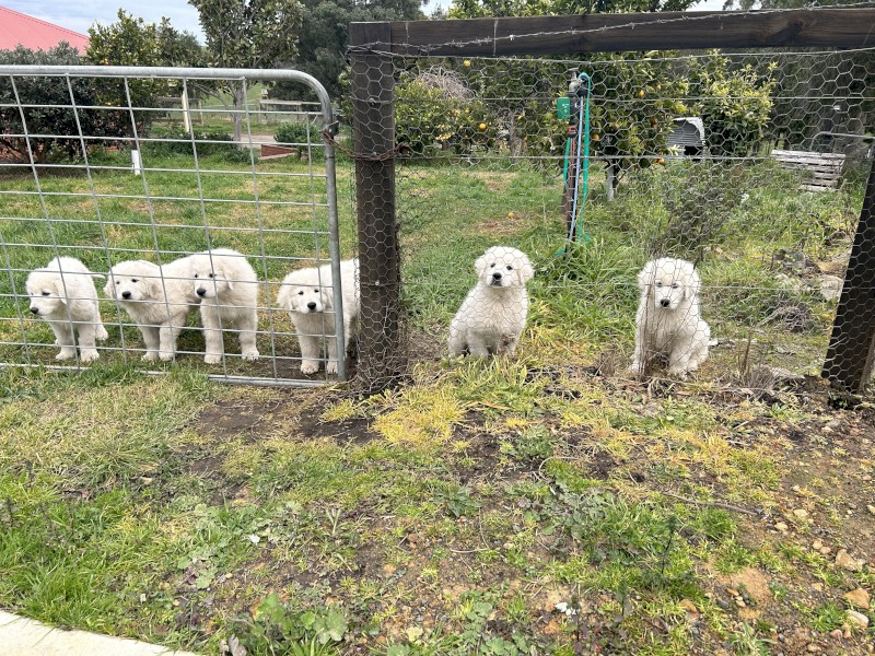 Maremma Puppies. Pedigree = Scintilli + Arawn (only 4 left)