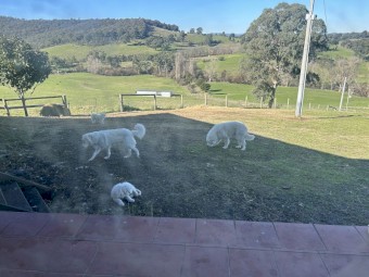 Maremma Puppies. Pedigree = Scintilli + Arawn (only 4 left)