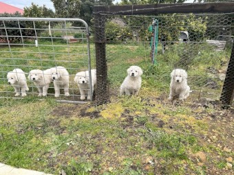 Maremma Puppies. Pedigree = Scintilli + Arawn (only 4 left)
