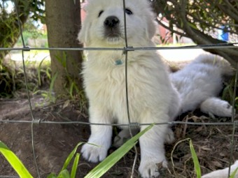 Maremma Puppies. Pedigree = Scintilli + Arawn (only 4 left)