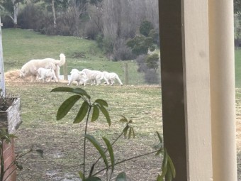 Maremma Puppies. Pedigree = Scintilli + Arawn (only 4 left)