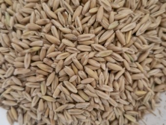 23mt Possum Feed Oats