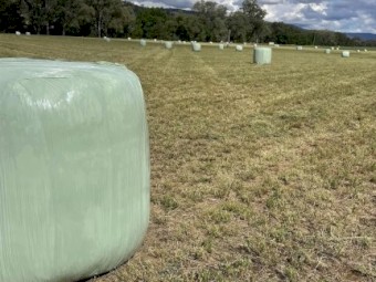 Lucerne Silage
