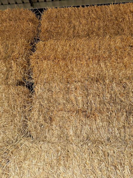 100mt Oaten Straw 550kg 8x4x3 Bales (Header Tailings)