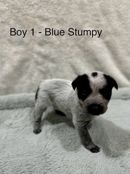 Purebred Australian Stumpy Tail Cattle Dogs
