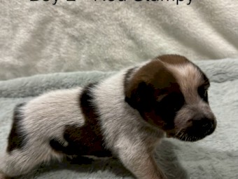 Purebred Australian Stumpy Tail Cattle Dogs