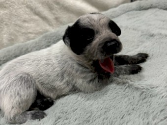 Purebred Australian Stumpy Tail Cattle Dogs