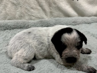 Purebred Australian Stumpy Tail Cattle Dogs