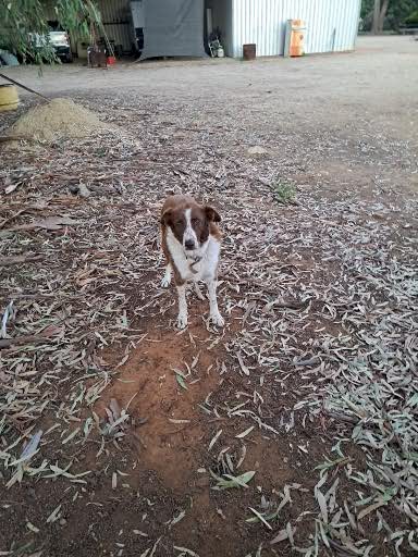 Kelpie looking for retirement home