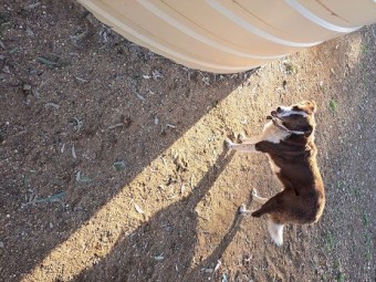 Kelpie looking for retirement home