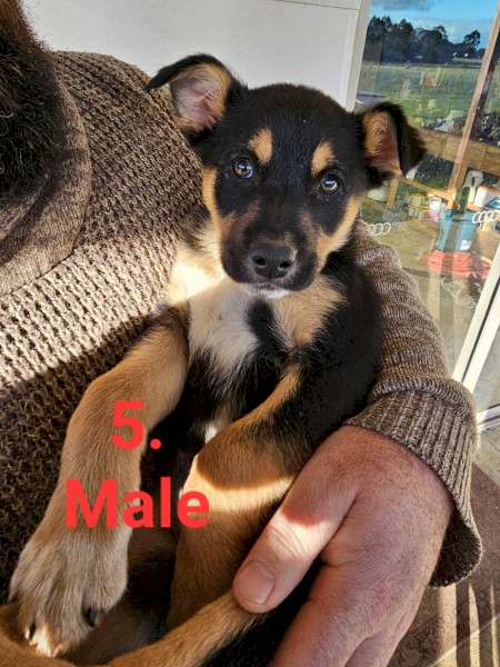 Border collie x Kelpie