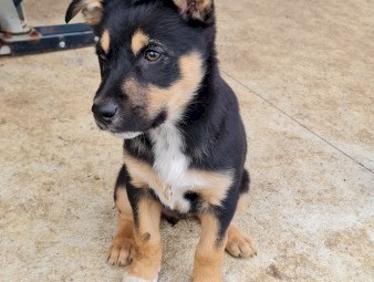 Border collie x Kelpie