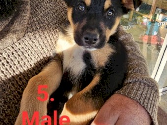 Border collie x Kelpie