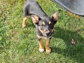 Border collie x Kelpie