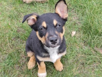 Border collie x Kelpie