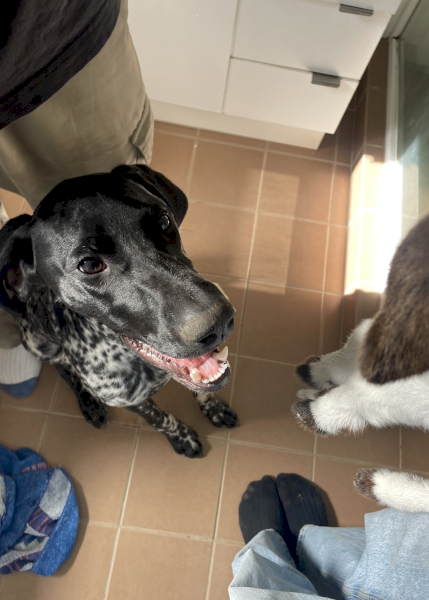 9 month old German Shorthaired Pointer