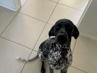 9 month old German Shorthaired Pointer