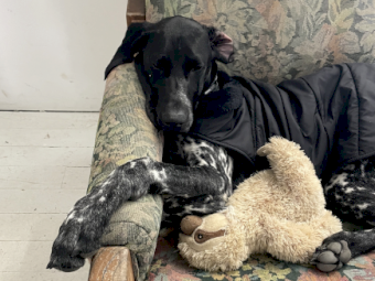 9 month old German Shorthaired Pointer
