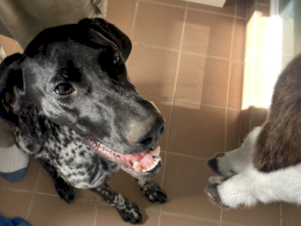 9 month old German Shorthaired Pointer