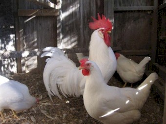 White Leghorn Fertile Eggs