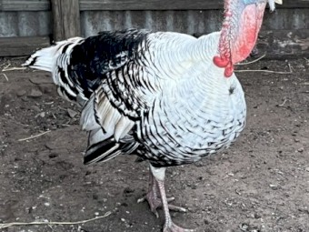 Sweetgrass Turkey Fertile Eggs