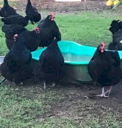 Black Heritage Australorp Eggs, Chicks, Pullets, Chickens, Roosters