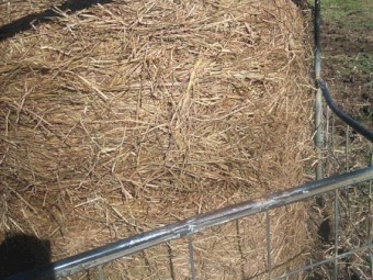 improved pasture & herb, feed tested, chopped and innoculated