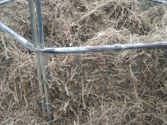 improved pasture & herb, feed tested, chopped and innoculated